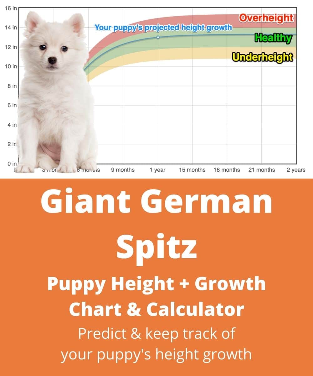 giant-german-spitz Puppy height Growth Chart